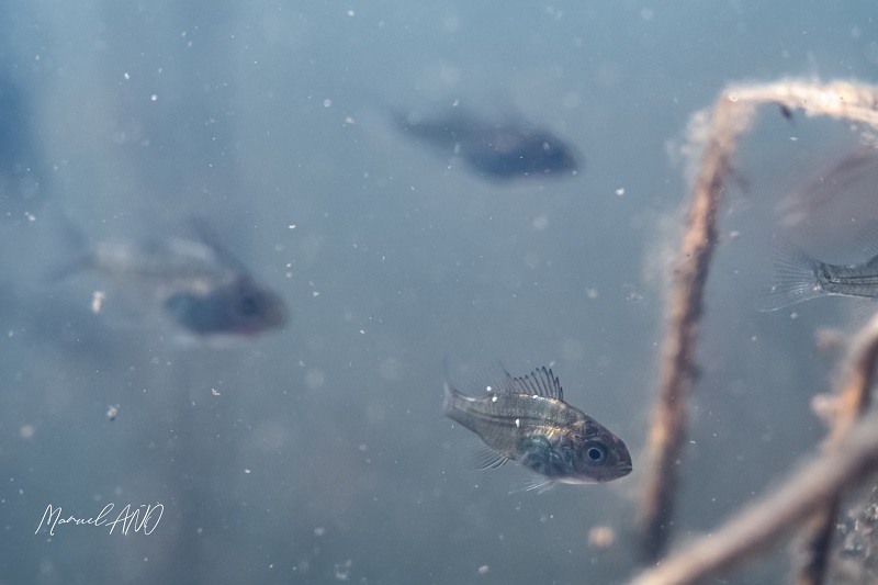 Fish at Marais du Nord